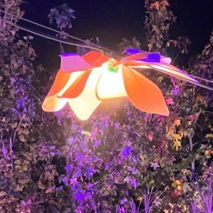 Suspension de Magnolias – Folie’ Flore 2022