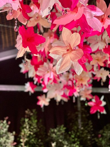 Nuage d’Orchidée – Folie’ Flore 2022