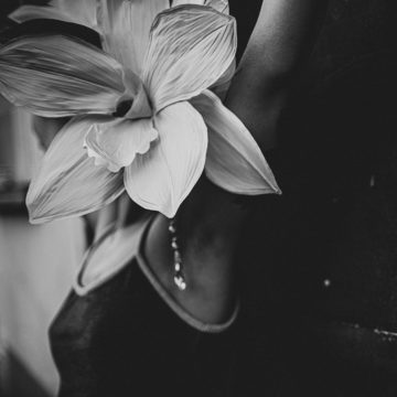 Orchidée Lyli Rose